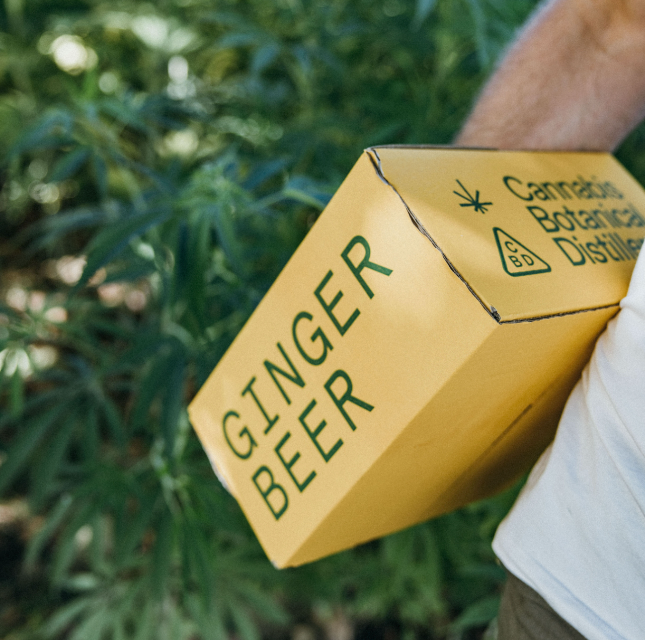 Ginger Beer Cube